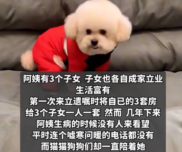香港今晚开奖结果开奖记录和女子为4只狗立遗嘱与女子为4只狗立遗嘱视频