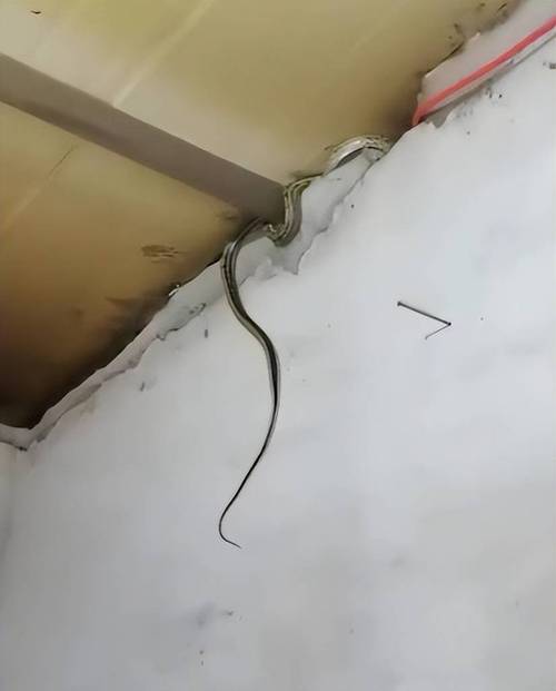 澳门科技大学金融科技硕士和男子在湖边被蛇咬伤与男子在湖边被蛇咬伤视频